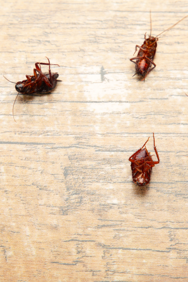 cockroach-control-elmont