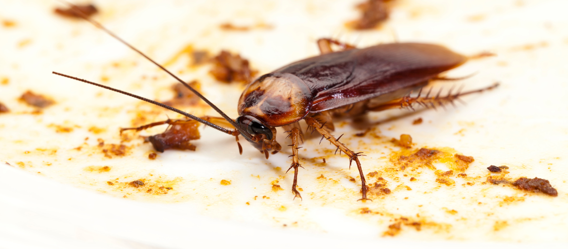 cockroach-control-elmont