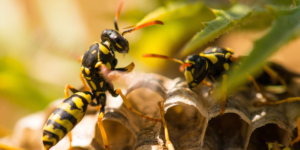 pest-control-wasp-nest-cost