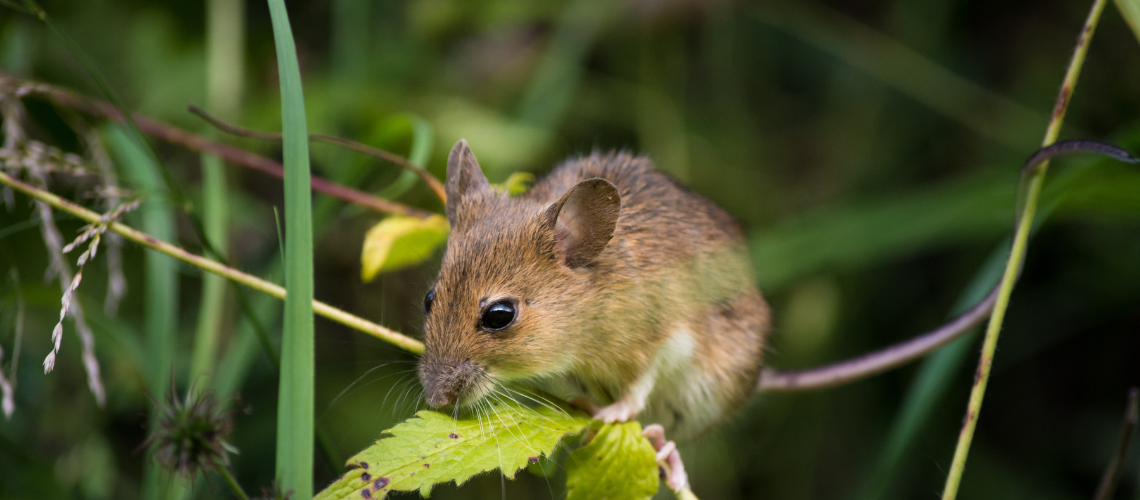 rodent-control-elmont