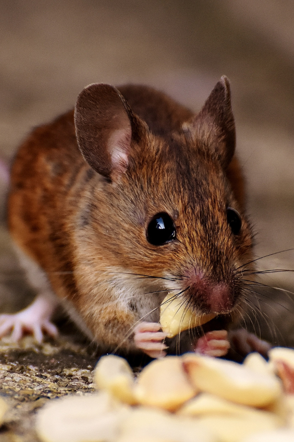 rodent-control-elmont