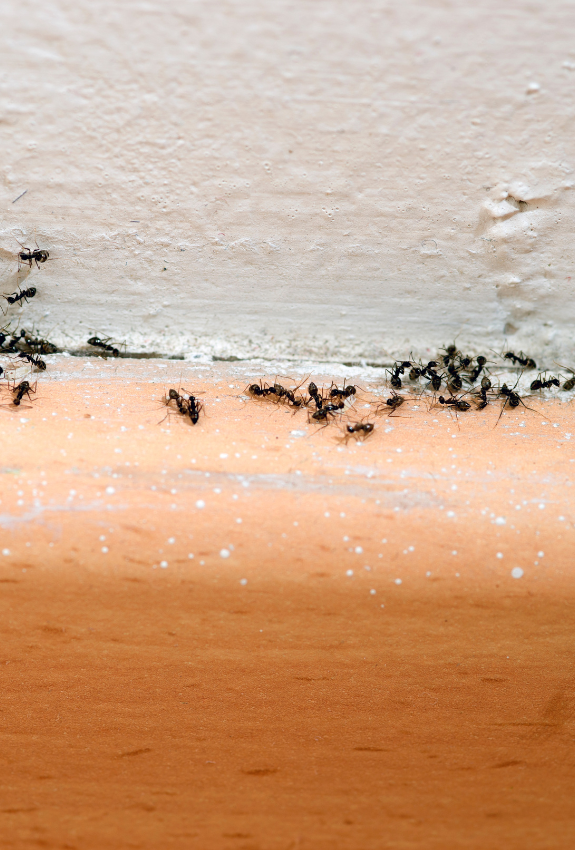 ant-control-elmont