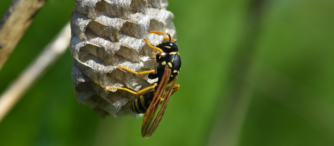 wasp-control-elmont