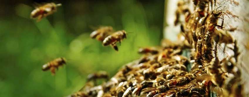 wasp-control-elmont