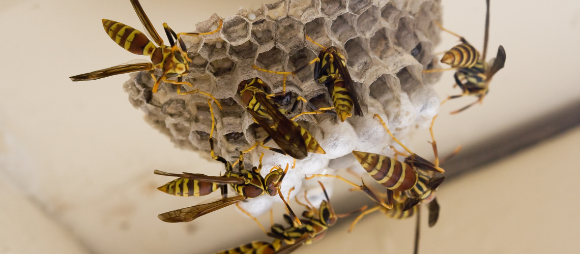 wasp-control-elmont