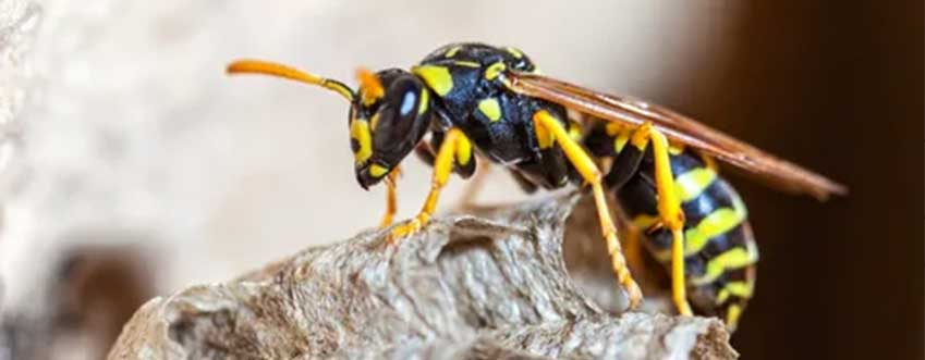 wasp-control-elmont